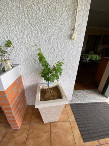 阿纳迪亚Casa Gorjao公寓 外观 照片